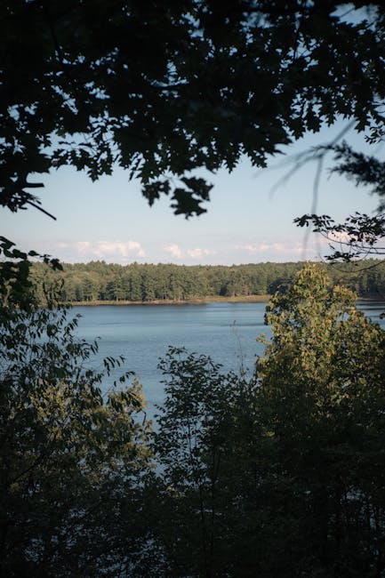 A view of a calm lake surrounded by dense green trees and foliage, with the water reflecting the partly cloudy sky above. In the foreground, dark leafy branches frame the scene, creating a natural border around the water. The distant shoreline features a line of trees extending across the horizon, and the lighting suggests a bright, clear day. This outdoor landscape image highlights natural surroundings that might be encountered during a house removal or outdoor packing process, with no objects or moving elements visible in the scene.